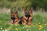 BERGER ALLEMAND 1393
